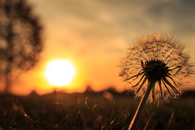Eine Pusteblume im Vordergrund mit einen Sonnenuntergang im Hintergrund.